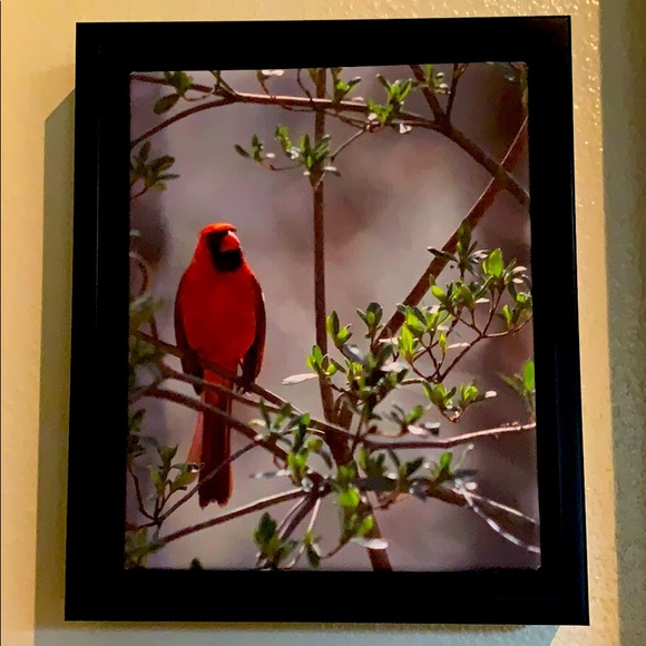Original Cardinal Picture On Canvas